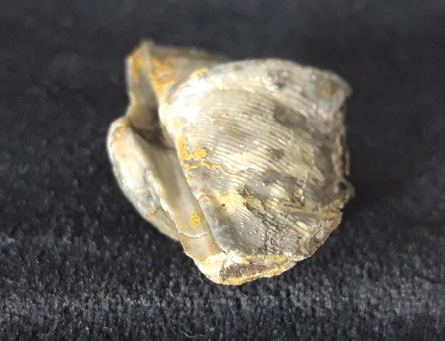 Cyrtospirifer verneuili (MURCHISON 1840) - Bild © FossNet FossilienStore